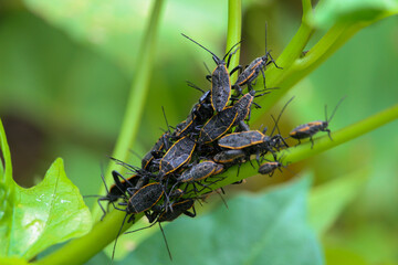 a swarm of plant pests gathered on a plant stalk