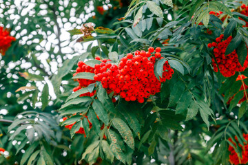 Bright rowan berries on a background of green foliage