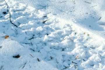 Traces of an ATV in the snow on a sunny day in the forest.