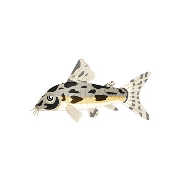 Aquarium Catfish,single Illustration Of Freshwater Fish In Realistic Cartoon.