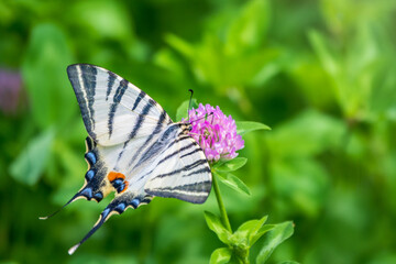 Beautiful Butterfly Scarce Swallowtail, Sail Swallowtail, Pear-tree Swallowtail, Podalirius. Latin name Iphiclides podaliriu. Butterfly collects nectar on flower.