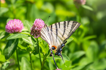 Beautiful Butterfly Scarce Swallowtail, Sail Swallowtail, Pear-tree Swallowtail, Podalirius. Latin name Iphiclides podaliriu. Butterfly collects nectar on flower.