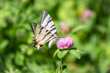 Beautiful Butterfly Scarce Swallowtail, Sail Swallowtail, Pear-tree Swallowtail, Podalirius. Latin...