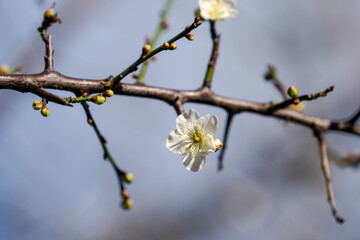 Close-up white plum blossoms in full bloom.