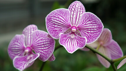 Naklejka na ściany i meble Phalaenopsis striped orchid in bloom with bokeh background.