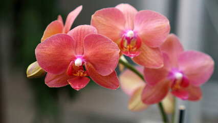 Phalaenopsis aphrodite is a species of orchid found from southeastern Taiwan to the Philippines.   ...