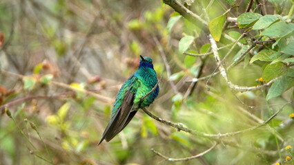 Sparkling violetear (Colibri coruscans) hummingbird perched on a branch in a garden in Cotacachi,...
