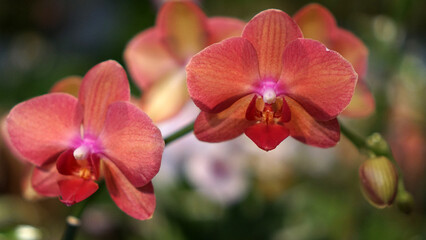 Fototapeta premium Phalaenopsis aphrodite is a species of orchid found from southeastern Taiwan to the Philippines. 