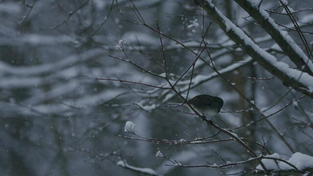 Juncos in tree during snow