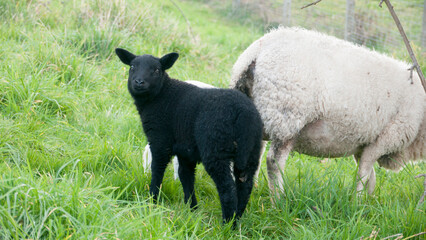 Cordero negro y oveja blanca en pradera de hierba