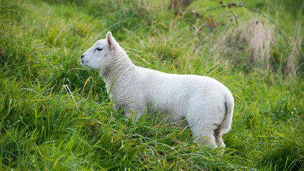 Obraz premium Cordero blanco en pradera de hierba verde