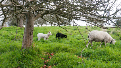 Oveja con cordero blanco  y cordero negro en pradera verde