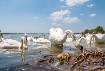 A large flock of graceful white swans swims in the lake., swans in the wild