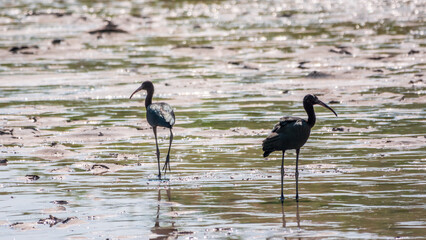 Pair of glossy ibis waterfowl, latin name Plegadis falcinellus, searching for food in the shallow lagoon.