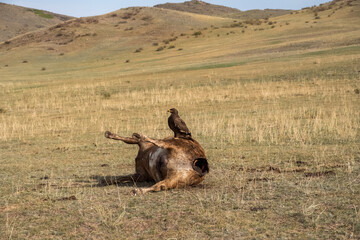 Decaying corpse of cow with hawk sitting on it. A dead rotting cow lies in a meadow.