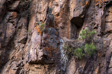 Eagle nest on rocky cliff.