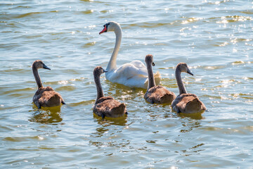 A female mute swan, Cygnus olor, swimming on a lake with its new born baby cygnets. Mute swan protects its small offspring. Gray, fluffy new born baby cygnets.