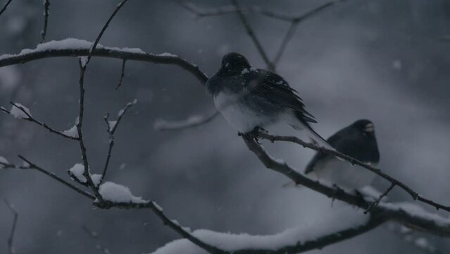 Two Juncos in tree during snow