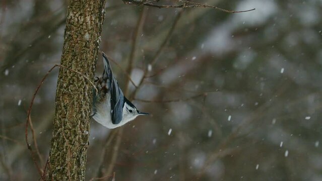 Nuthatch on Tree during Snow, Super Slo-mo