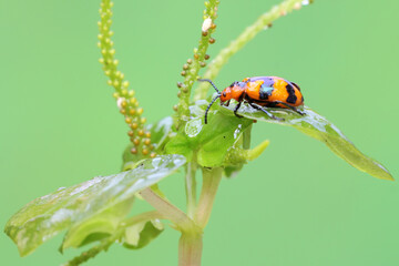An asparagus beetle is perching on a wildflower. This insect has the scientific name Crioceris asparagi.