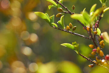 Green coca plant in forest