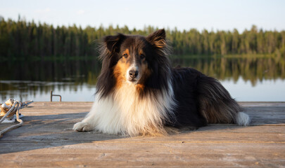 shetland sheepdog dog lying on a dock on lake in summer