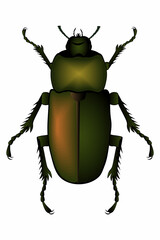 Maybug on a white background. Vector illustration