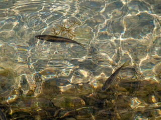 Minnows In Shallows
