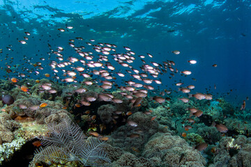 Amazing underwater world of Tulamben, Bali, Indonesia.
