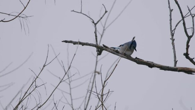 Blue Jay on bare branch, winter