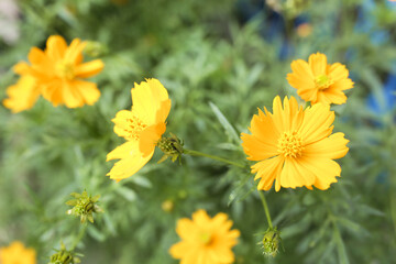 yellow flower with hijo leaves natural summer background blurred image selective focus,