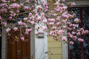 Magnolias blossom at garden district - new orleans