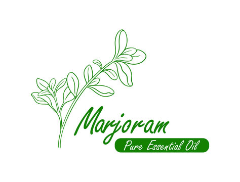 marjoram pure essential oil line art design vector illustration 
