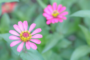 Fototapeta premium Single pink flower close up. Pink Cosmos flower in full bloom. with blur background