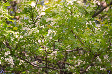 Fototapeta na wymiar Spring blooming white flowers