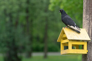 natural background with a pigeon on a bird feeder and a place for text