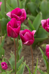 purple tulips in the spring garden