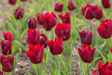 burgundy tulips in the spring garden