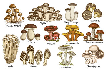 set edible mushrooms, oyster chanterelle, honey agaric enoki, morel graphic drawing with lines, sliced truffle, porcini fungus, shiitake and chanterelles hand drawn, isolated on white background