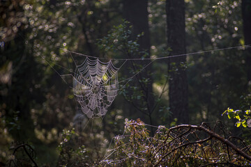 Dew drops covering a large spider web. Dark forest in summer, spidernet illuminated by morning sunlight. Selective focus on the details, blurred background.