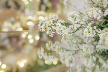 white and pink flowers. flowers isolated on a blur background. Bush for garden or landscaping design. High quality clipping mask.