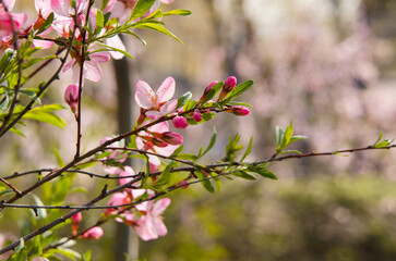 Nature of pink flower in garden. Beautiful delicate pink flowers.
