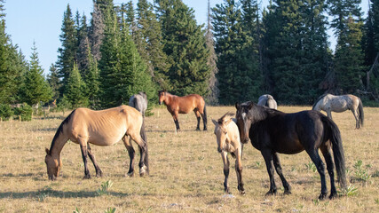 Herd of wild horses with black mare and baby dun colt in the Pryor mountains of Wyoming United...