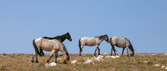 Herd of wild horses on a ridge in the Pryor Mountains of Montana United States
