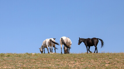 Four wild horses with clear blue sky background on Sykes Ridge in the Pryor Mountains of Montana...
