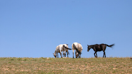 Small herd of four wild horses with clear blue sky background on Sykes Ridge in the Pryor Mountains...