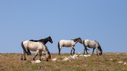 Four wild horse mustangs on a ridge in the Pryor Mountains of Montana United States
