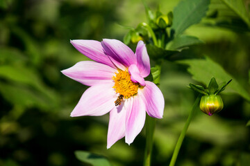 pink and yellow flower