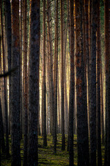 Bright morning sunlight in a dark woodland. Orange dawn in a spooky pine tall tree forest, Poland. Selective focus on the details, blurred background.