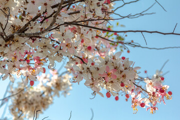beautiful Cassia bakeriana flower with selective focus